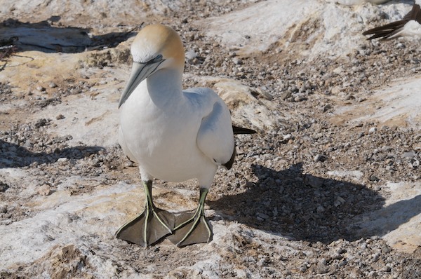 NewZealand 09 10  064